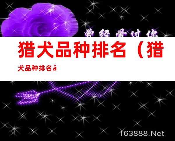 猎犬品种排名（猎犬品种排名图片）