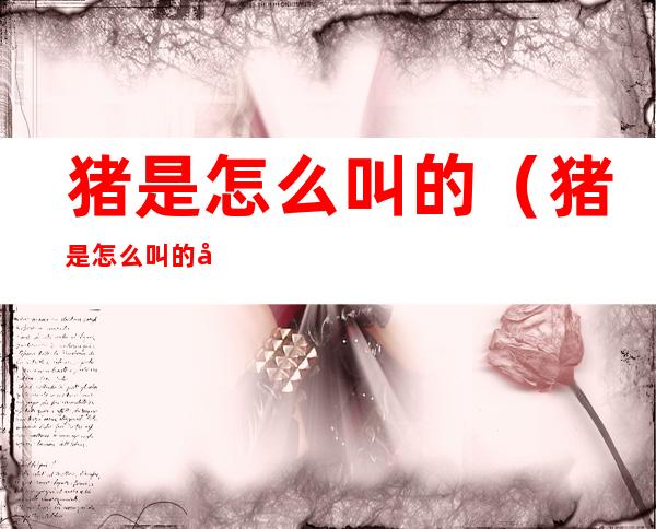猪是怎么叫的(猪是怎么叫的声音视频)