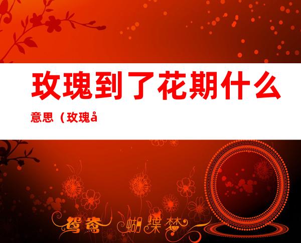 玫瑰到了花期什么意思(玫瑰到了花期什么意思爱情)