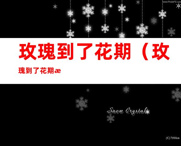 玫瑰到了花期(玫瑰到了花期暗示什么)