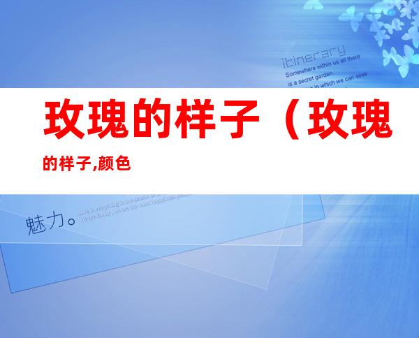 玫瑰的样子（玫瑰的样子,颜色,气味,其他）