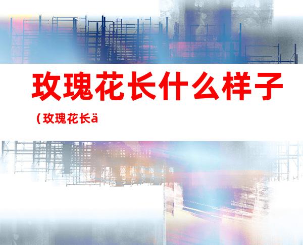 玫瑰花长什么样子（玫瑰花长什么样子图片,三年级下册31字）