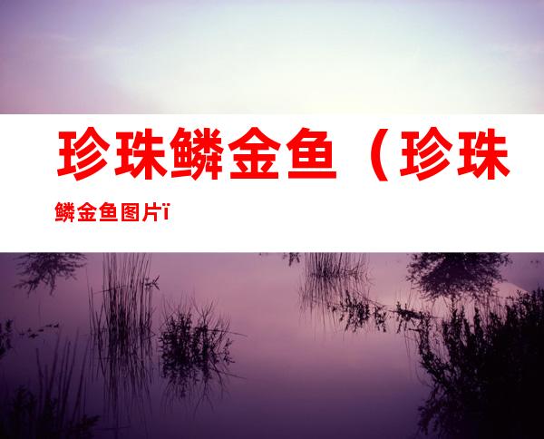 珍珠鳞金鱼（珍珠鳞金鱼图片）