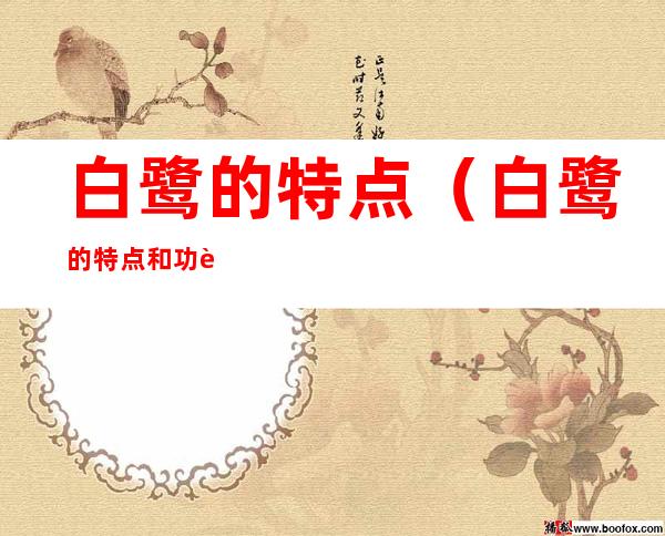 白鹭的特点(白鹭的特点和功能)