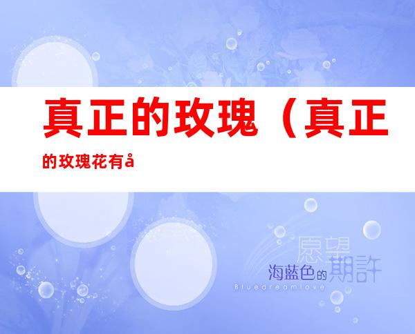 真正的玫瑰(真正的玫瑰花有刺吗)