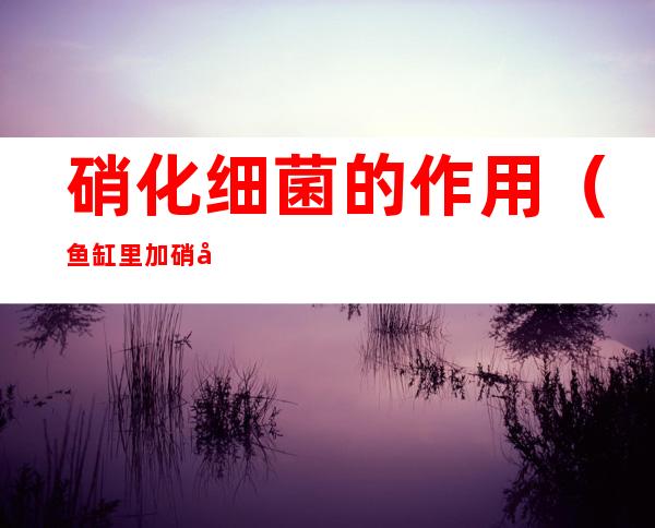 硝化细菌的作用(鱼缸里加硝化细菌的作用)