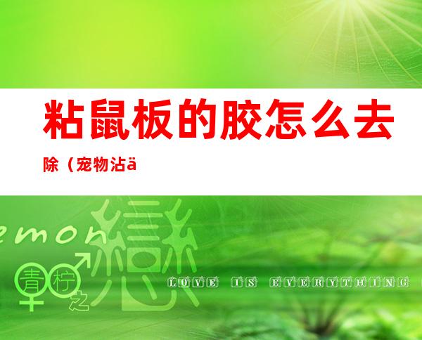 粘鼠板的胶怎么去除(宠物沾上粘鼠板的胶怎么去除)