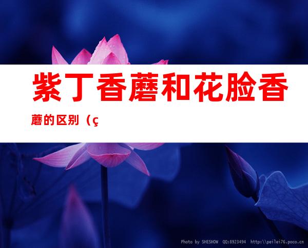 紫丁香蘑和花脸香蘑的区别(紫花脸蘑菇什么味)