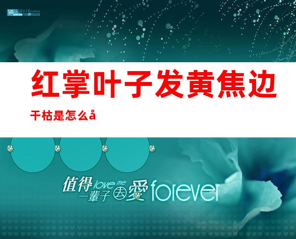 红掌叶子发黄焦边干枯是怎么回事(水培红掌叶子发黄焦边干枯是怎么回事)
