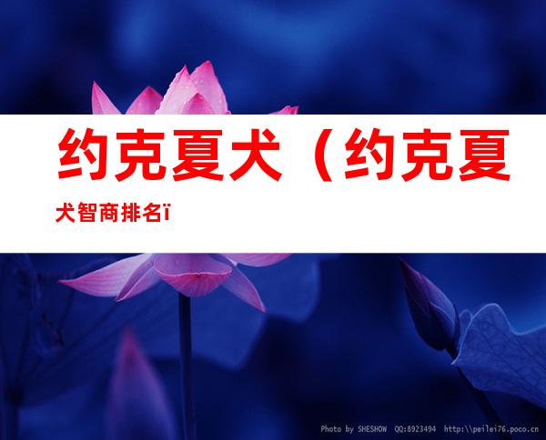 约克夏犬(约克夏犬智商排名)