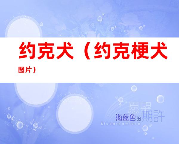 约克犬(约克梗犬图片)