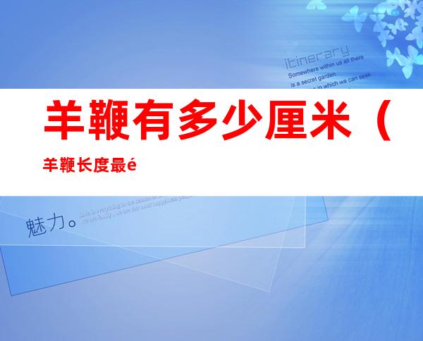 羊鞭有多少厘米(羊鞭长度最长多少厘米)