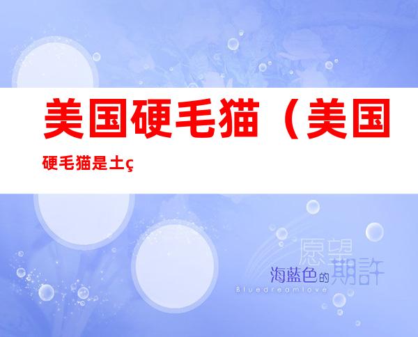 美国硬毛猫(美国硬毛猫是土猫吗)
