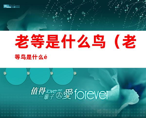 老等是什么鸟(老等鸟是什么鸟)