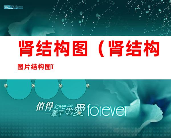 肾结构图(肾结构图片结构图)