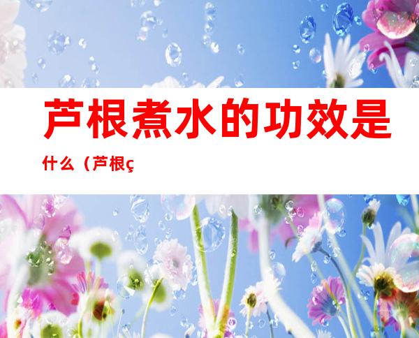 芦根煮水的功效是什么(芦根煮水的功效是什么呢)
