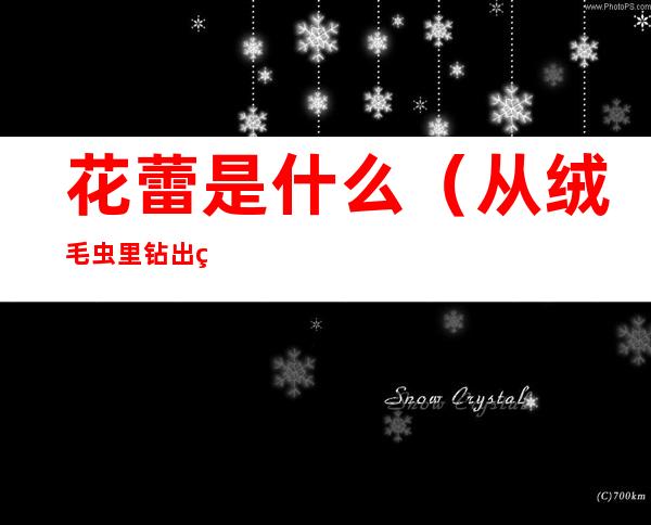 花蕾是什么(从绒毛虫里钻出的是一串紫色的花蕾是什么)