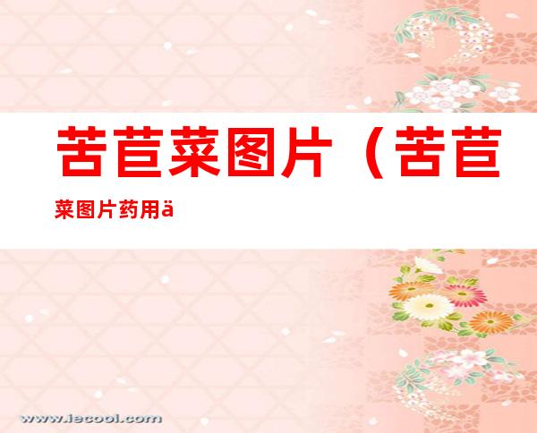 苦苣菜图片(苦苣菜图片 药用价值)