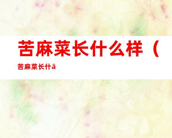 苦麻菜长什么样(苦麻菜长什么样?)
