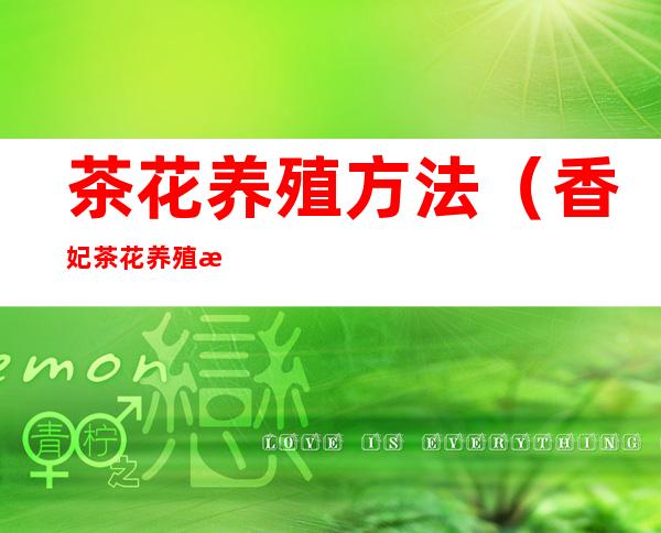 茶花养殖方法(香妃茶花养殖方法)