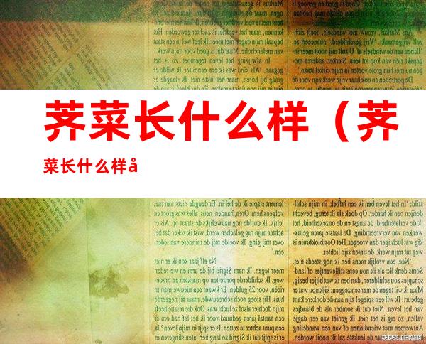 荠菜长什么样（荠菜长什么样子图片高清）