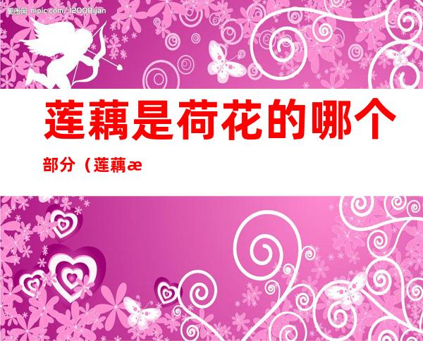 莲藕是荷花的哪个部分(莲藕是荷花的什么?)