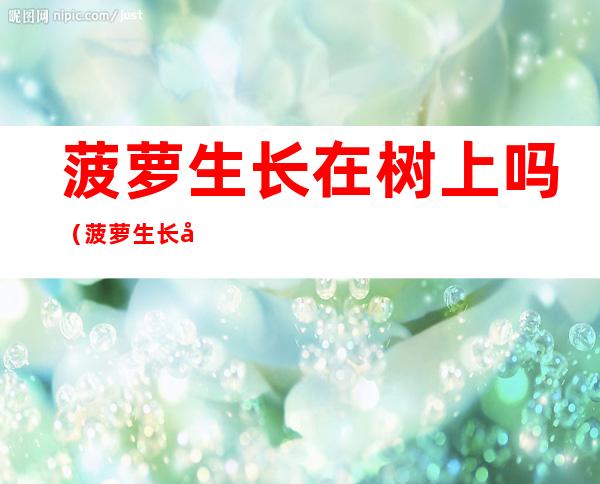 菠萝生长在树上吗(菠萝生长在树上吗芭芭农场百科问题)