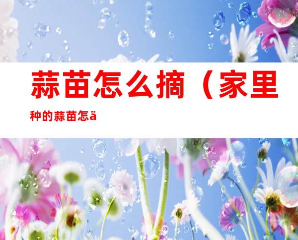 蒜苗怎么摘(家里种的蒜苗怎么摘)