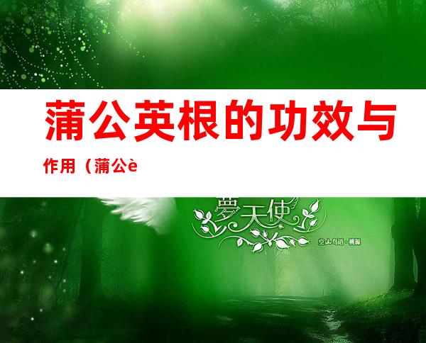 蒲公英根的功效与作用(蒲公英根的功效与作用及食用方法)