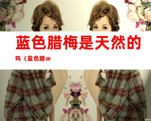 蓝色腊梅是天然的吗(蓝色腊梅的含义)