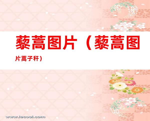 藜蒿图片（藜蒿图片蒿子秆）