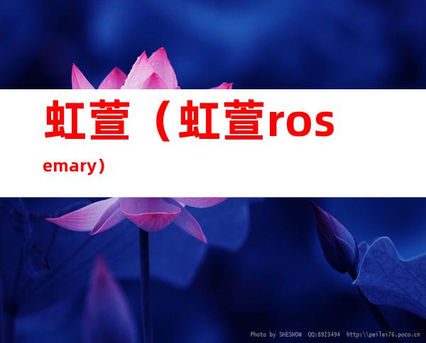 虹萱(虹萱rosemary)