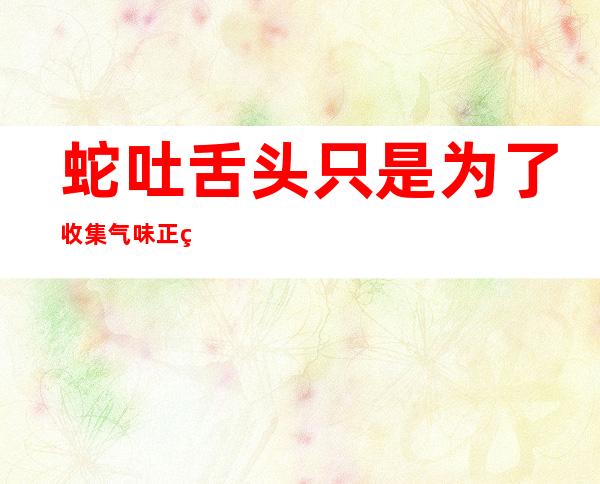 蛇吐舌头只是为了收集气味正确吗(蛇的舌头可以感觉气味)