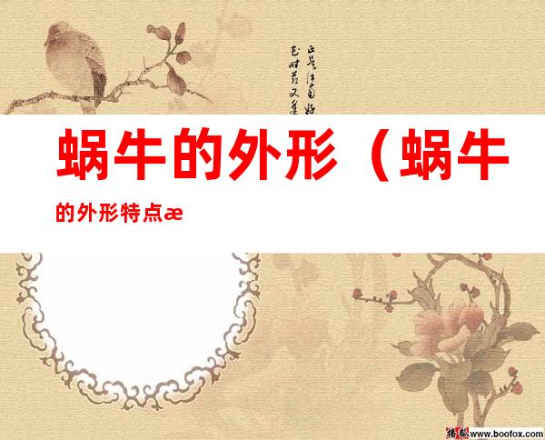 蜗牛的外形(蜗牛的外形特点描写)
