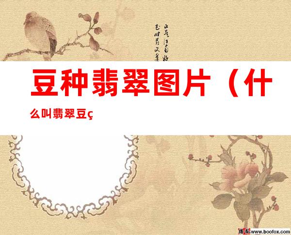 豆种翡翠图片（什么叫翡翠豆种）