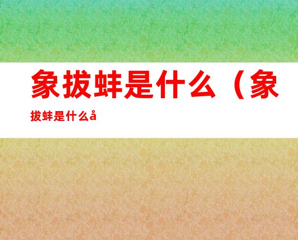 象拔蚌是什么（象拔蚌是什么器官）