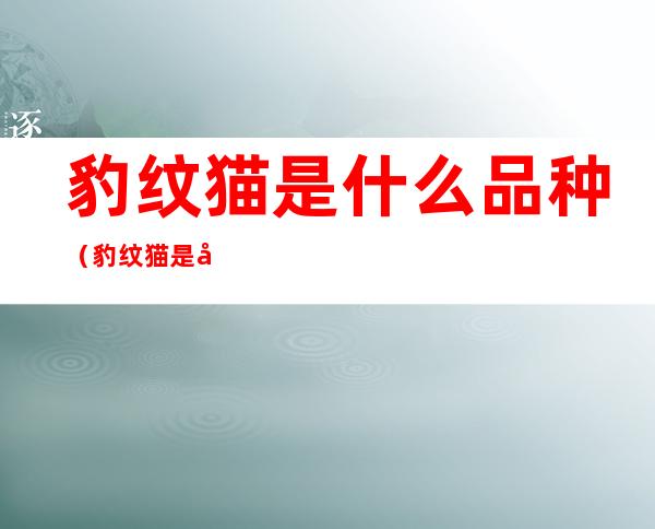 豹纹猫是什么品种（豹纹猫是啥品种）