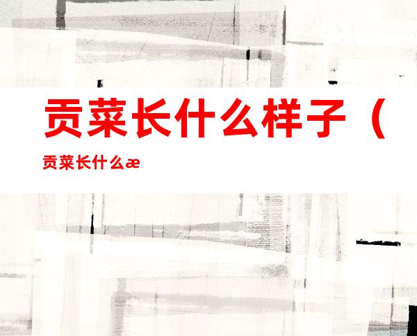 贡菜长什么样子(贡菜长什么样子图片大全)