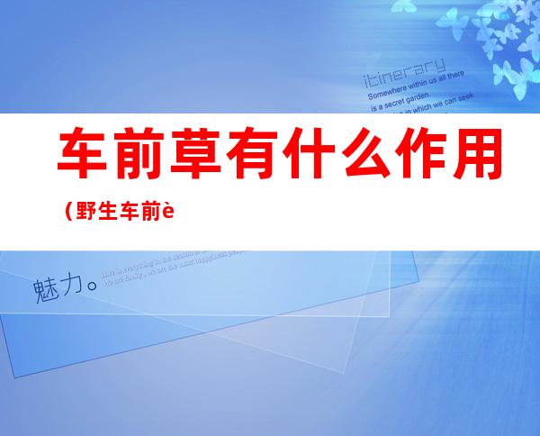 车前草有什么作用(野生车前草有什么作用)