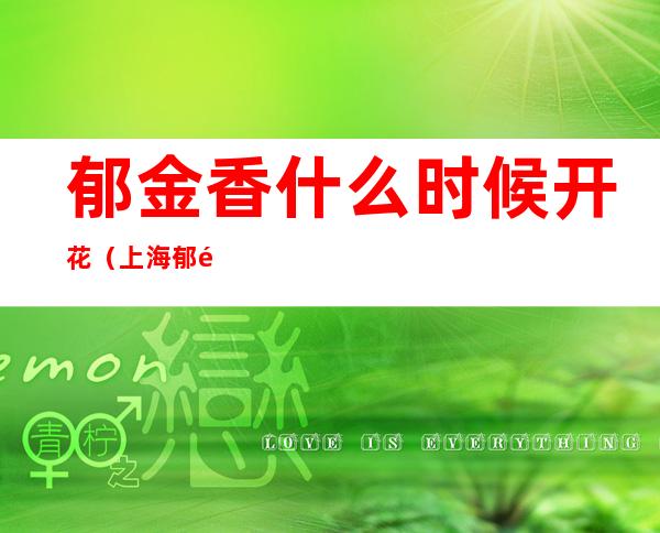 郁金香什么时候开花(上海郁金香什么时候开花)