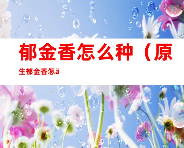 郁金香怎么种(原生郁金香怎么种)