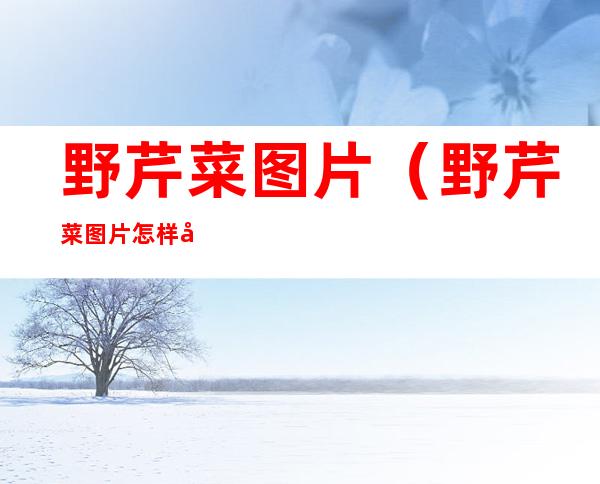 野芹菜图片（野芹菜图片怎样做好吃）