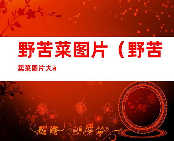 野苦菜图片(野苦荬菜图片大全)