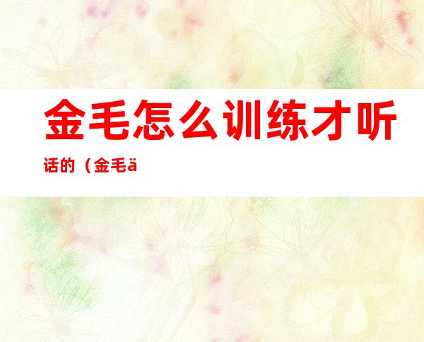 金毛怎么训练才听话的(金毛不听话怎么训练)