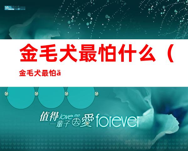 金毛犬最怕什么(金毛犬最怕什么?)