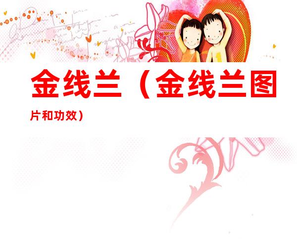 金线兰（金线兰图片和功效）