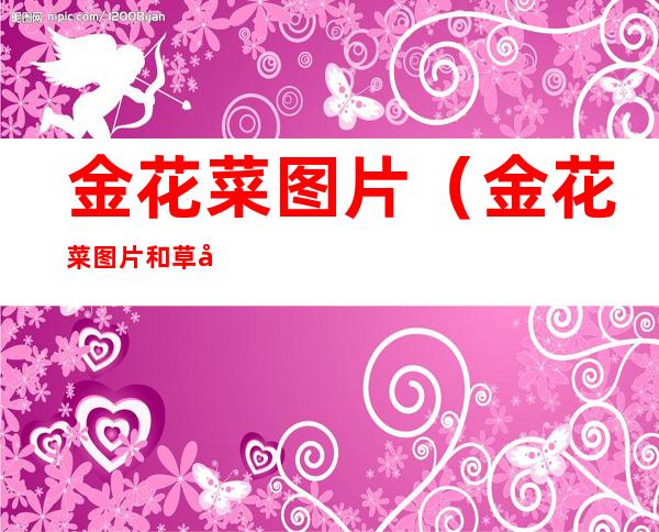 金花菜图片(金花菜图片和草头)