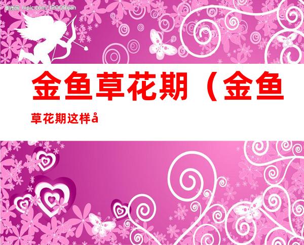 金鱼草花期(金鱼草花期这样养护,花开后打顶,萌发新枝可开花不断!)