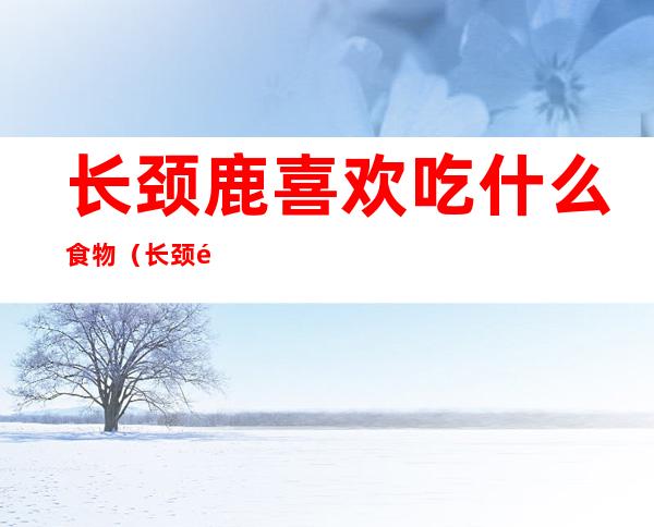 长颈鹿喜欢吃什么食物(长颈鹿最喜欢吃什么食物)