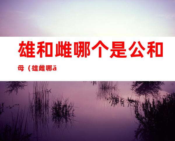 雄和雌哪个是公和母(雄雌哪个是公的母的)